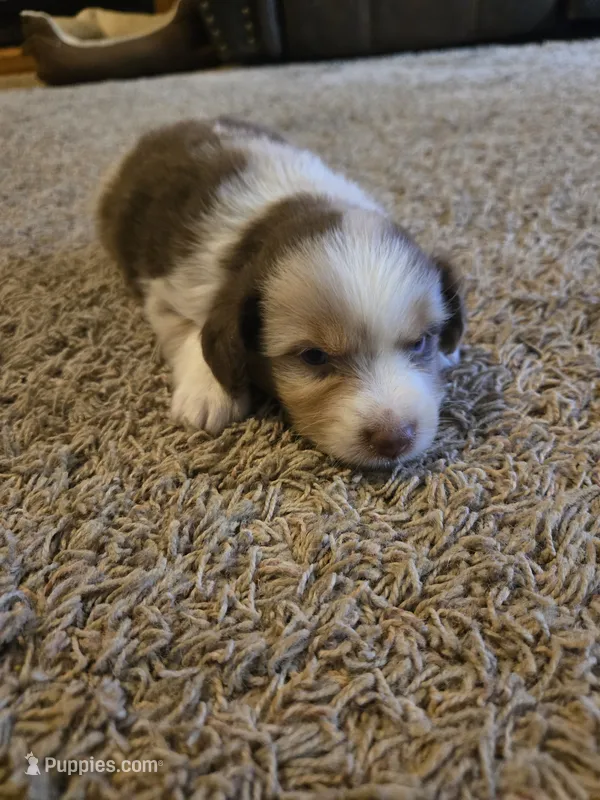 Red – Miniature Australian Shepherd puppy for sale in Carbondale, IL