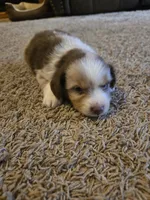 Red, a male Miniature Australian Shepherd for sale in Carbondale, IL – 1 of 6