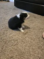 Pearl, a female Toy Australian Shepherd for sale in Carbondale, IL – 4 of 8