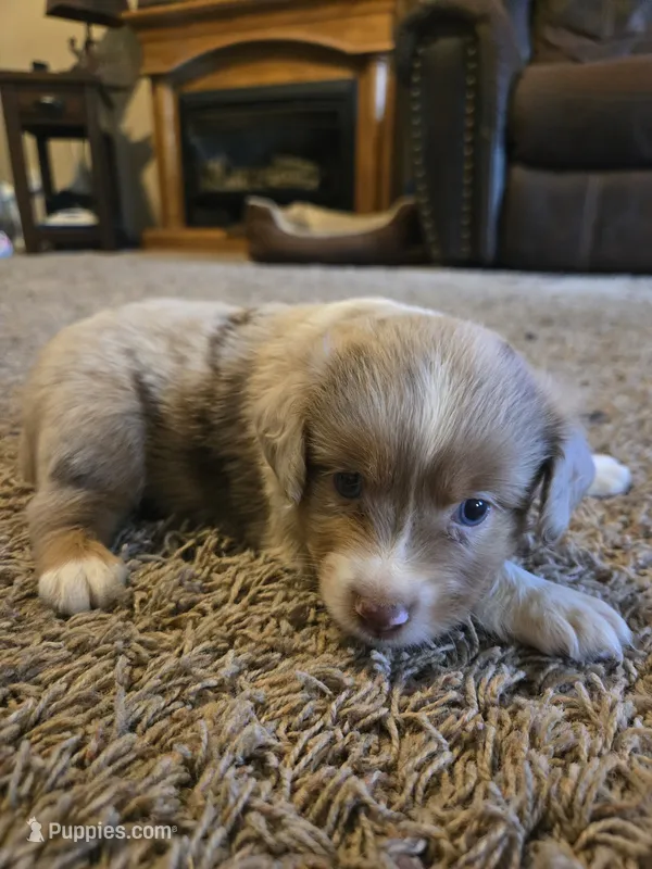 Jackson  – Miniature Australian Shepherd puppy for sale in Carbondale, IL