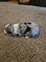 Blue, a male Miniature Australian Shepherd for sale in Carbondale, IL – 4 of 6