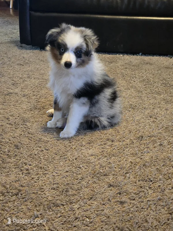 Buster – Miniature American Shepherd puppy for sale in Carbondale, IL