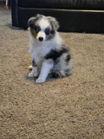 Buster, a male Miniature American Shepherd for sale in Carbondale, IL – 1 of 5