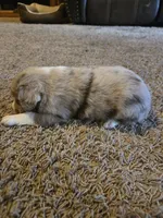 Jackson , a male Miniature Australian Shepherd for sale in Carbondale, IL – 4 of 6