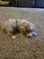 Jackson , a male Miniature Australian Shepherd for sale in Carbondale, IL – 2 of 6