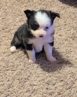 Pearl, a female Toy Australian Shepherd for sale in Carbondale, IL – 6 of 8
