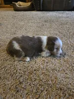 Red, a male Miniature Australian Shepherd for sale in Carbondale, IL – 3 of 6