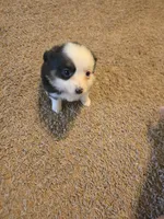 Pearl, a female Toy Australian Shepherd for sale in Carbondale, IL – 3 of 8