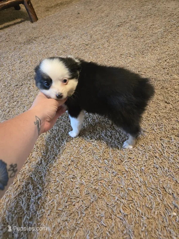 Pearl, a female Toy Australian Shepherd for sale in Carbondale, IL – 1 of 8