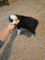 Pearl, a female Toy Australian Shepherd for sale in Carbondale, IL – 1 of 8