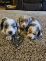 Blue, a male Miniature Australian Shepherd for sale in Carbondale, IL – 5 of 6
