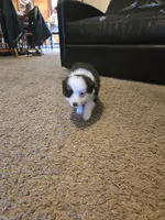 Pearl, a female Toy Australian Shepherd for sale in Carbondale, IL – 2 of 8