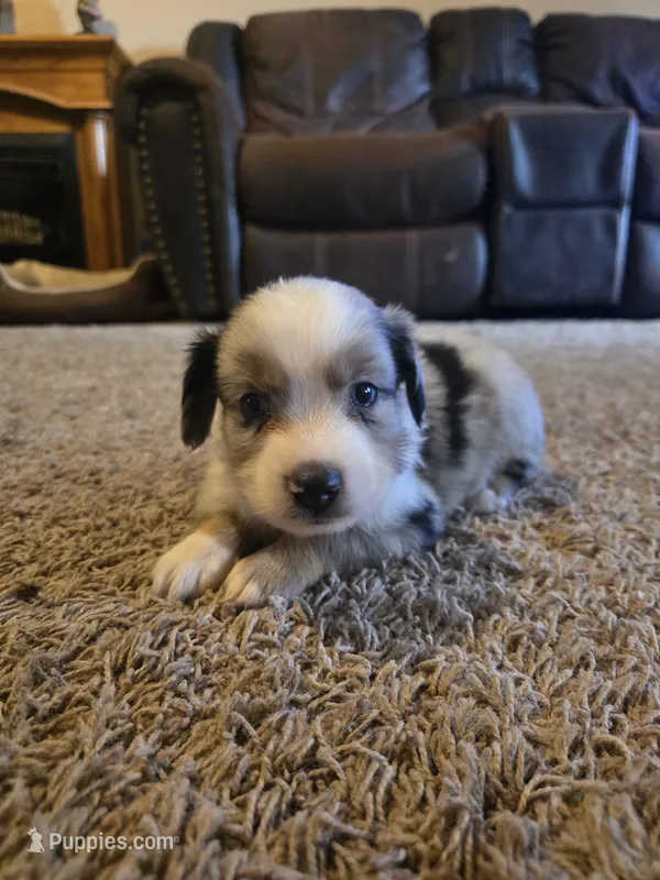 Blue – Miniature Australian Shepherd puppy for sale in Carbondale, IL