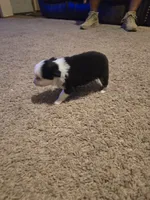Pearl, a female Toy Australian Shepherd for sale in Carbondale, IL – 8 of 8