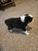 Pearl, a female Toy Australian Shepherd for sale in Carbondale, IL – 5 of 8