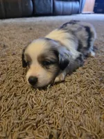 Blue, a male Miniature Australian Shepherd for sale in Carbondale, IL – 3 of 6
