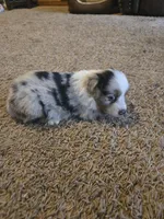 Blue, a male Miniature Australian Shepherd for sale in Carbondale, IL – 2 of 6
