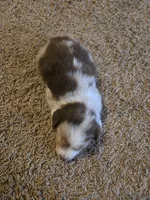 Red, a male Miniature Australian Shepherd for sale in Carbondale, IL – 4 of 6