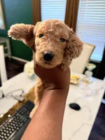 Sophie , a female Poodle - Standard  for sale in Houston, TX – Photo 3 of 4