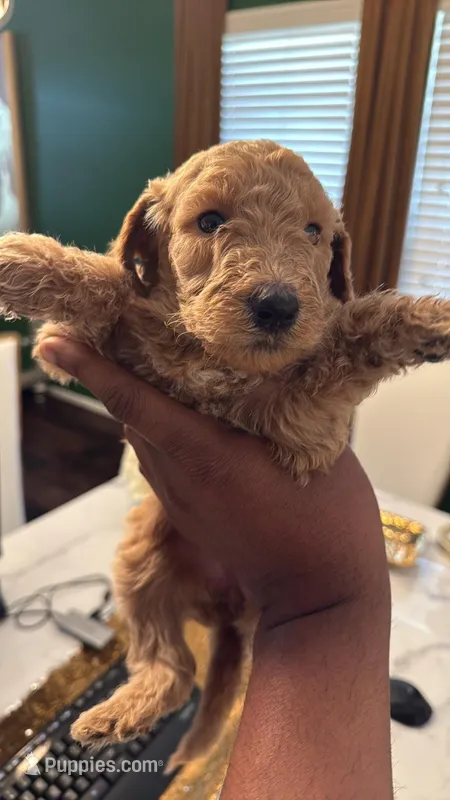 Sophie , a female Poodle - Standard  for sale in Houston, TX – Photo 1 of 4