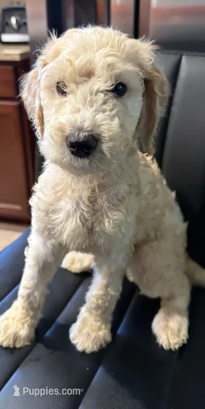 Luna, a female Poodle - Standard  for sale in Houston, TX – Photo 1 of 3