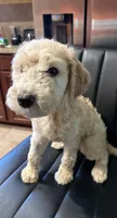 Luna, a female Poodle - Standard  for sale in Houston, TX – Photo 2 of 3
