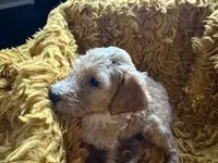 Cooper, a male Poodle - Standard  for sale in Houston, TX – Photo 4 of 5