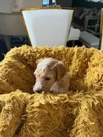 Cooper, a male Poodle - Standard  for sale in Houston, TX – Photo 3 of 5