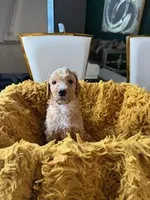 Cooper, a male Poodle - Standard  for sale in Houston, TX – Photo 2 of 5