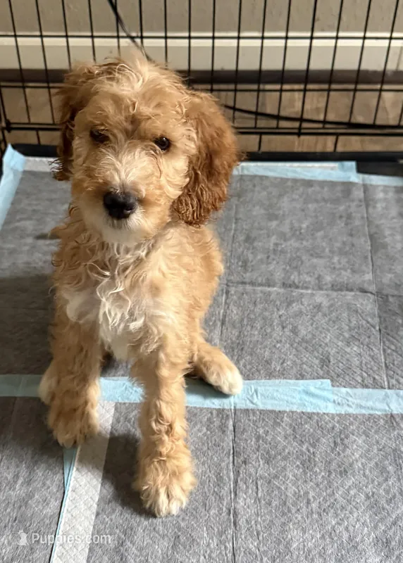 Cooper, a male Poodle - Standard  for sale in Houston, TX – Photo 1 of 5