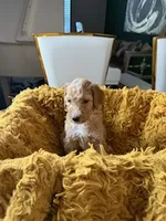 Cooper, a male Poodle - Standard  for sale in Houston, TX – Photo 5 of 5