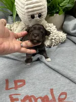 Liver Pepper G, a female Miniature Schnauzer for sale in Murfreesboro, TN – Photo 1 of 3