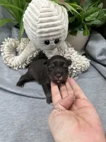 Liver Pepper G, a female Miniature Schnauzer for sale in Murfreesboro, TN – Photo 2 of 3