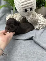 Liver Pepper G, a female Miniature Schnauzer for sale in Murfreesboro, TN – Photo 3 of 3