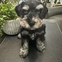 Bella, a female Miniature Schnauzer for sale in Murfreesboro, TN – Photo 4 of 4