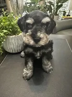 Bella, a female Miniature Schnauzer for sale in Murfreesboro, TN – Photo 4 of 4