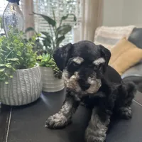 Bella, a female Miniature Schnauzer for sale in Murfreesboro, TN – Photo 1 of 4
