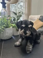 Bella, a female Miniature Schnauzer for sale in Murfreesboro, TN – Photo 1 of 4