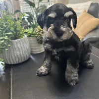 Bella, a female Miniature Schnauzer for sale in Murfreesboro, TN – Photo 3 of 4