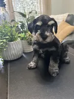 Bella, a female Miniature Schnauzer for sale in Murfreesboro, TN – Photo 3 of 4