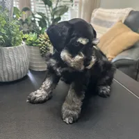 Bella, a female Miniature Schnauzer for sale in Murfreesboro, TN – Photo 2 of 4