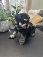 Bella, a female Miniature Schnauzer for sale in Murfreesboro, TN – Photo 2 of 4