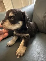 Liver tan girl, a female Miniature Schnauzer for sale in Murfreesboro, TN – Photo 3 of 6