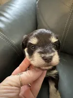 Liver tan girl, a female Miniature Schnauzer for sale in Murfreesboro, TN – Photo 4 of 6