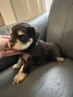 Liver tan girl, a female Miniature Schnauzer for sale in Murfreesboro, TN – Photo 2 of 6