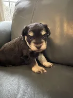 Liver tan girl, a female Miniature Schnauzer for sale in Murfreesboro, TN – Photo 1 of 6