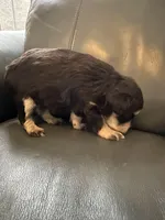 Liver tan girl, a female Miniature Schnauzer for sale in Murfreesboro, TN – Photo 6 of 6