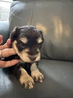 Liver tan girl, a female Miniature Schnauzer for sale in Murfreesboro, TN – Photo 5 of 6