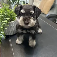 Coco, a female Miniature Schnauzer for sale in Murfreesboro, TN – Photo 4 of 5