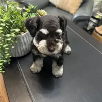 Coco, a female Miniature Schnauzer for sale in Murfreesboro, TN – Photo 5 of 5